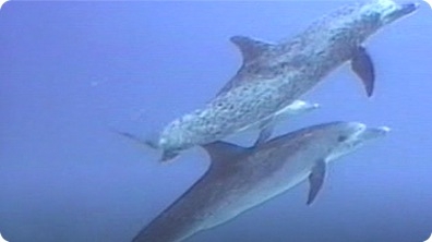 Dolphins – How they Live, Learn & Communicate