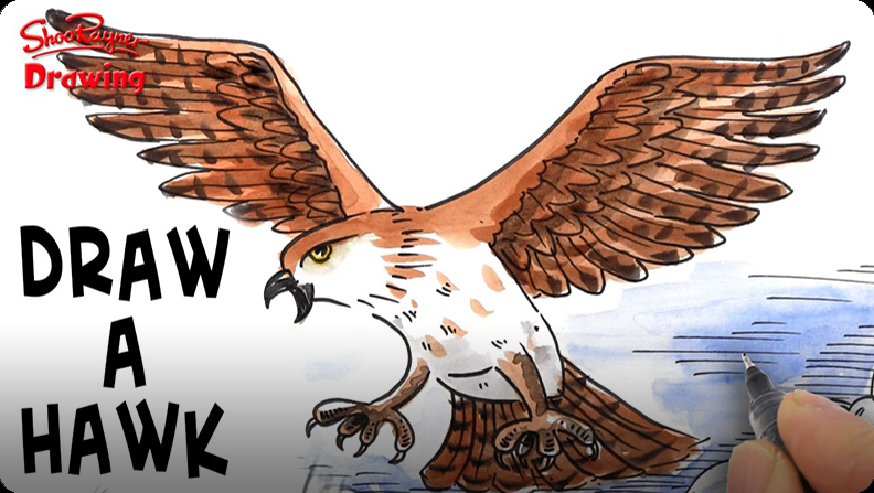 How to Draw an Attacking Hawk Video | Discover Fun and Educational ...