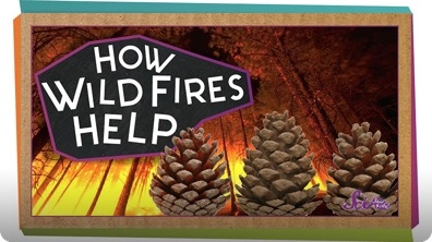 SciShow Kids: How Wildfires Help!