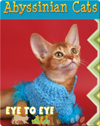 Eye To Eye With Cats: Abyssinian Cats