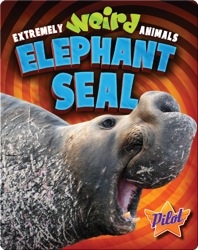 Extremely Weird Animals: Elephant Seal