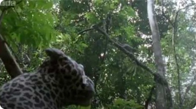 Leopard Monkey Alert! - Attenborough: The Life of Mammals