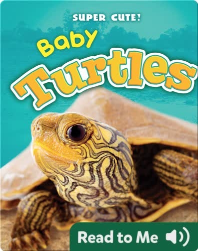 Super Cute! Baby Turtles