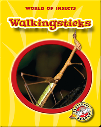 World of Insects: Walkingsticks