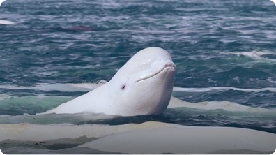 Beluga Whales Arrive in the Arctic