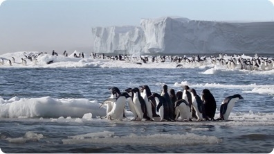 Penguins Swim