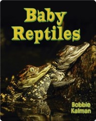 Baby Reptiles