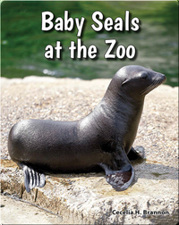 Baby Seals at the Zoo