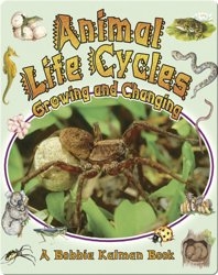 Animal Life Cycles: Growing and Changing