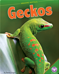 Amazing Reptiles: Geckos