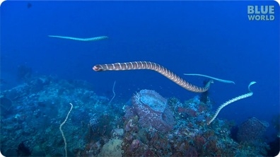 Sea Snake feeding frenzy!