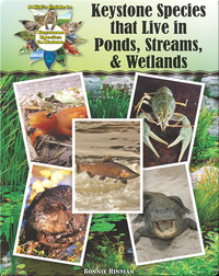 Keystone Species that Live in Ponds, Streams, & Wetlands