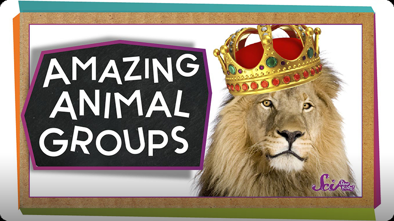 SciShow Kids: Amazing Animal Groups! Video | Discover Fun and