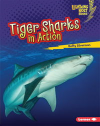 Tiger Sharks in Action
