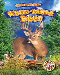 Animals of the Forest: White-tailed Deer