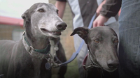 A Puppy’s New Home: Greyhounds