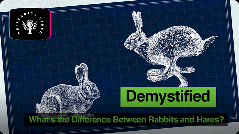 Demystified: What's the Difference Between Rabbits and Hares? Video |  Discover Fun and Educational Videos That Kids Love | Epic Children's Books,  Audiobooks, Videos & More