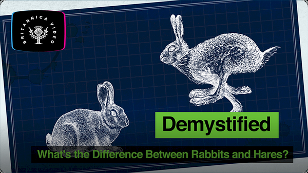 Demystified: What's the Difference Between Rabbits and Hares?
