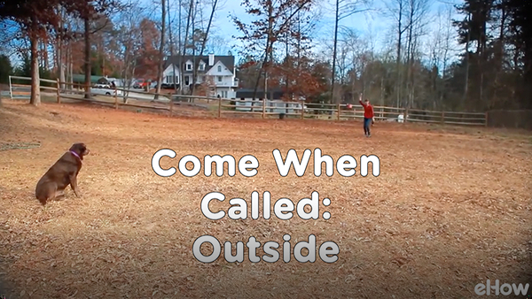 Come When Called 4: Outside | Teacher's Pet With Victoria Stilwell