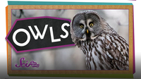 SciShow Kids: Amazing Owl Superpowers!