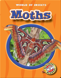 World of Insects: Moths