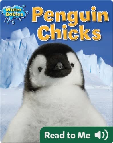 Penguin Chicks