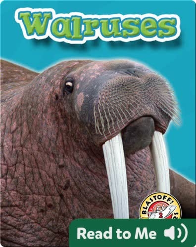 Walruses: Oceans Alive