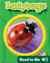 World of Insects: Ladybugs
