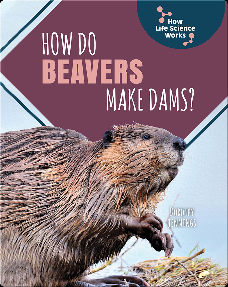 How Do Beavers Make Dams? Book by Dorothy Jennings | Epic