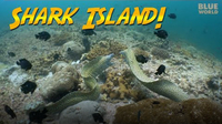 Jonathan Bird's Blue World: Shark Island, Oman!