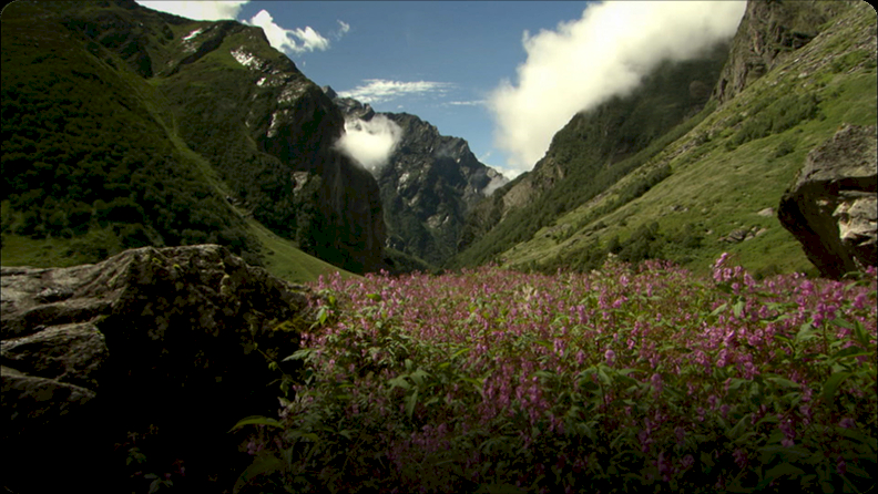 hidden-india-how-wildlife-survive-in-indian-mountains-video-discover