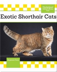 Exotic Shorthair Cats