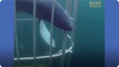 Shark Inside the Cage!!!