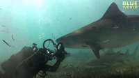 Tiger shark tries to eat video camera!