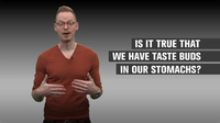 Is it True We Have Taste Buds in Our Stomachs?