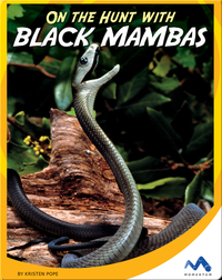 On the Hunt With Black Mambas