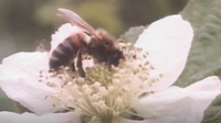 Entomology: The Buzz About Bees