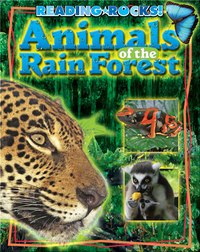 Animals of the RainForest