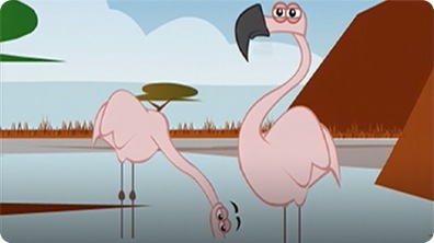 I'm a Flamingo