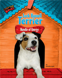 Jack Russell Terrier: Bundle of Energy