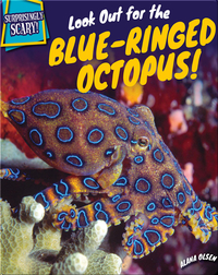 Look Out for the Blue-Ringed Octopus!