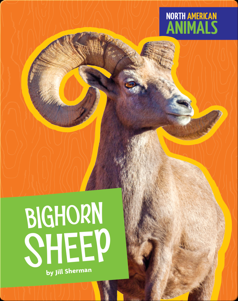 Bighorn Sheep Children's Book by Jill Sherman Discover Children's