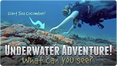 Underwater Adventure! What can YOU See?