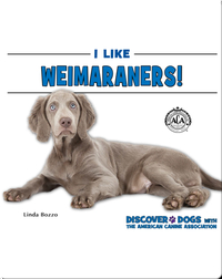 I Like Weimaraners!