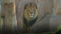 Fascinating Facts About One of the Most Beautiful and Fierce Animals… The Lion