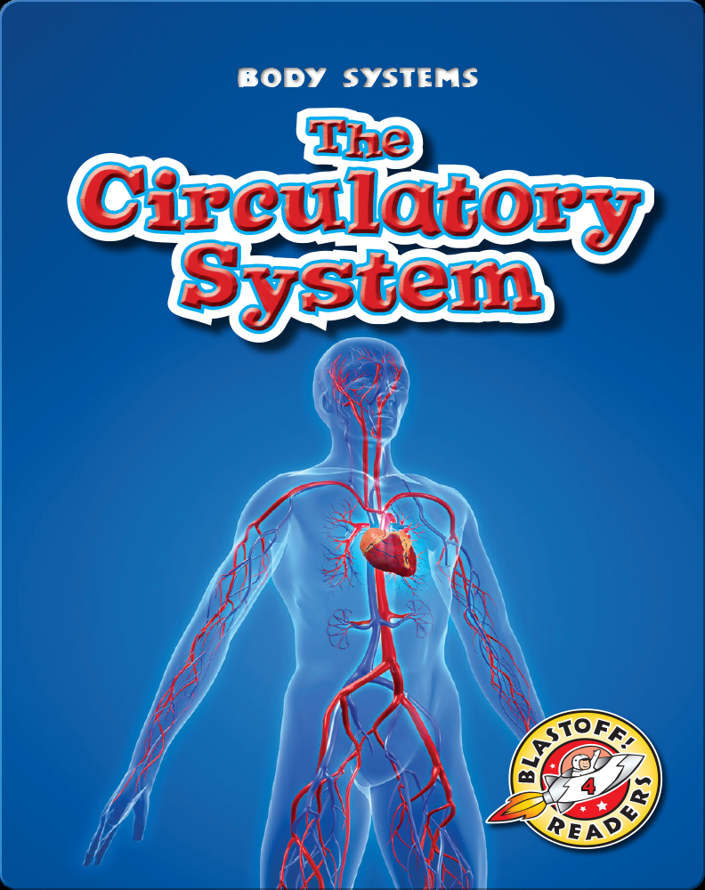 human circulatory system for kids