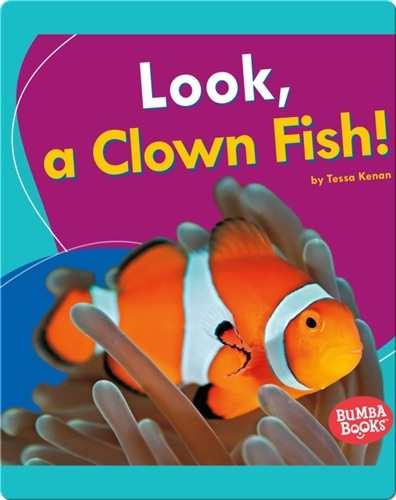 Look, a Clown Fish!