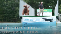Back to School for Diving Dogs | American Dog With Victoria Stilwell