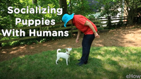 Socializing a Puppy 3: Meeting People | Teacher's Pet With Victoria Stilwell