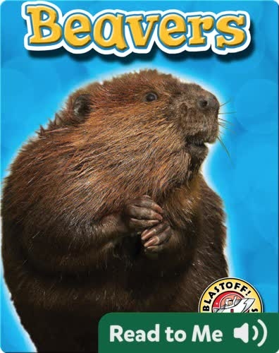 Beavers: Backyard Wildlife